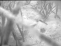 video imagery