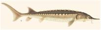 sturgeon
