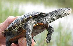 Diamondback terrapin