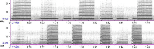 spectrogram of Fowler's toad