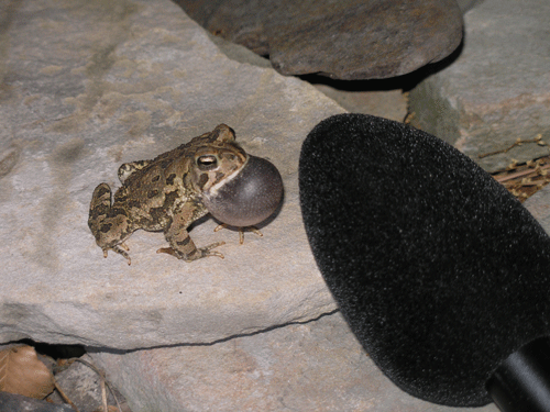 toad with microphone