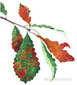 Basket Oak