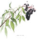 Common Elderberry