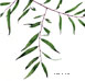 Black Willow