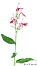 Cardinal Flower