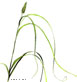 Cattail