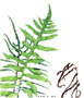 Netted Chain Fern
