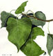 Eastern Cottonwood