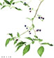 Highbush Blueberry