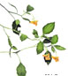 Jewelweed