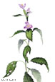 Monkeyflower