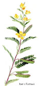 Partridge Pea