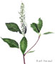Sweetpepper Bush