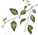 River Birch