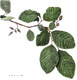 Smooth Alder