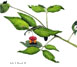 Strawberry Bush