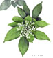 Swamp Dogwood