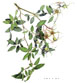 Swamp Rose