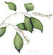 Virginia Willow