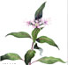 Water Willow