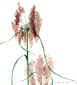 Wool Grass
